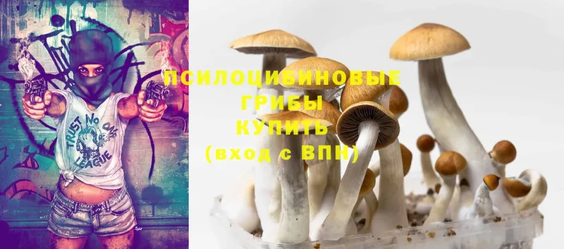 omg как зайти  Приволжск  Псилоцибиновые грибы Magic Shrooms 